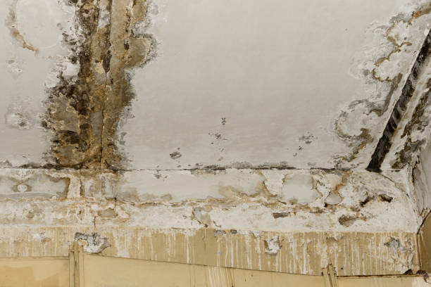 Best Forensic Mold Investigation  in Garden View, PA