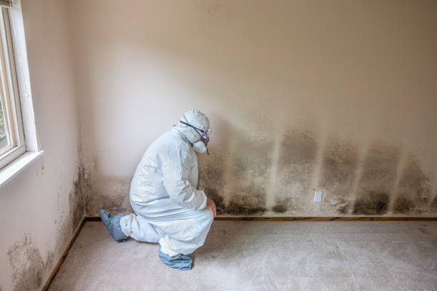 Best Mold Removal for HVAC Installations  in Garden View, PA